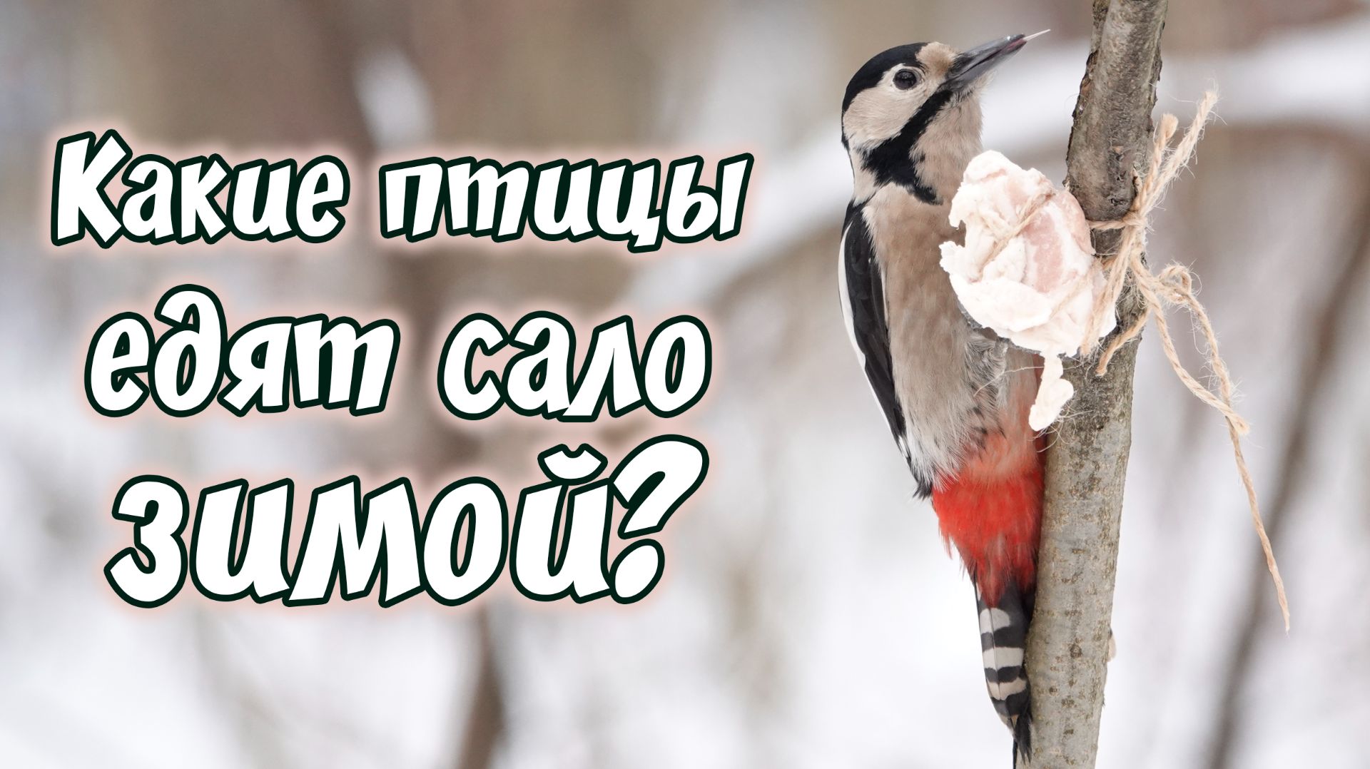 Какие птицы едят сало зимой? Видео про птиц