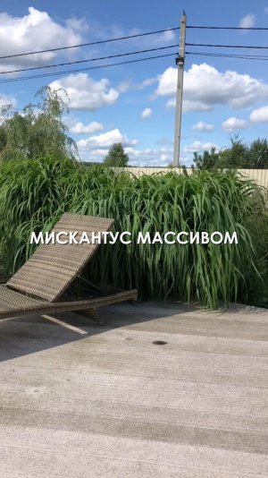 Мискантус сахароцветный массивом у пруда