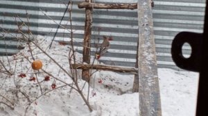 белка смелый парнишка