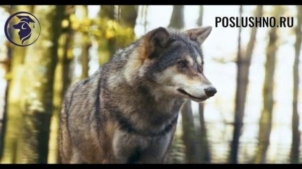 Музыка для собак. Видео для собак. Relax для собак.