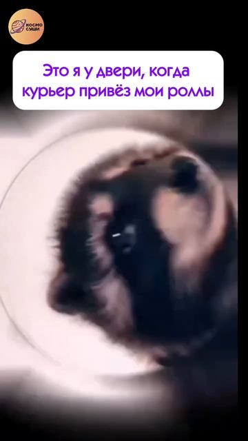 Космосуши смотреть онлайн