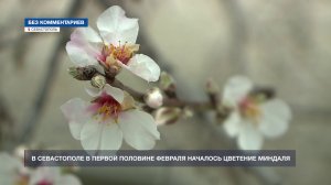Как в Севастополе начинается весна