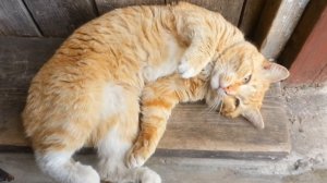 Приключения рыжего разбойника