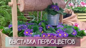 Волжский. Выставка первоцветов в Ботаническом саду✅