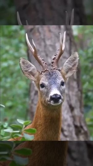 Косули выглядят мило, пока не откроют рот)