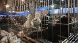 07.02.26. Сборная Ярмарка голубей. Бронницы. ч.2