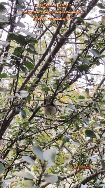 15 февраля 2026 г. Алупка.Воронцовский парк.Новый знакомый #ялта #ялта2026 #алупка #воронцовскийпарк