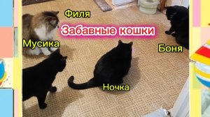 ЗАБАВНЫЕ КОШКИ.