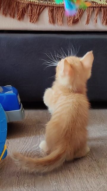 Котенок еще маленький и не умеет нормально прыгать.