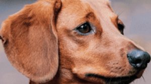 зашиваю игрушку весты