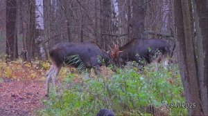 2025/10/28: Два лося-товарища, гуляя вместе, лениво бодаются друг с другом в зареченском лесу
