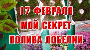 17 февраля. Как я поливаю лобелию. Корни у петунии и колеусов
