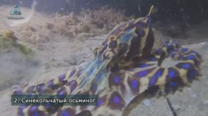 7 самых опасных морских животных