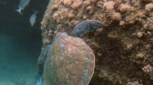 Тихий океан 🌊