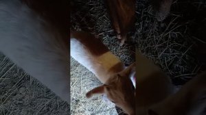 17 февраля 2026 г.Растут козлятки...