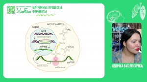 Основы матричного биосинтеза😘
