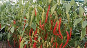 Японский Пряный Сладкий Струнный Перец Химо Тогараши - Himo Togarashi