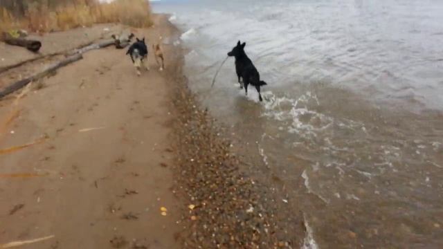 Как научить собаку плавать?