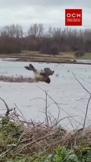На Кавказе блогер снял, как пустельга во время охоты буквально зависла в воздухе..