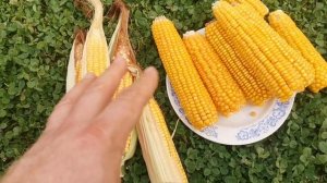 Кукуруза Северная Ранняя Пташка - Early Riser Corn