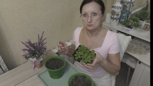 Февраль 2026 года. Сумки на огород. Петунии в кашпо. Брюки превращаются.