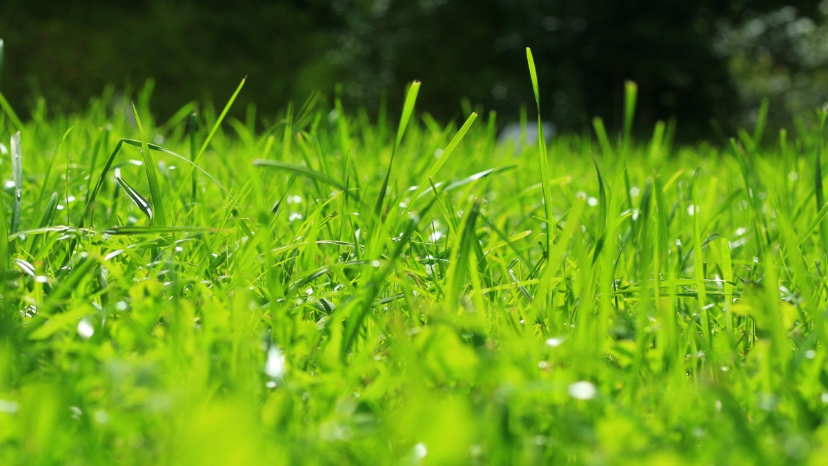 почему трава зелёная