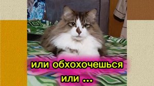 КОШКИ С ОЗВУЧКОЙ.