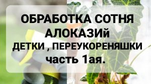 Обработка Обзор Сотни Алоказий .Часть 1ая