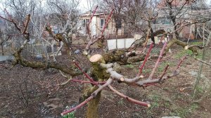 Обрезка персика