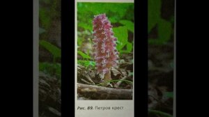 биология 7 класс. Структура растительного сообщества. Ответы на вопросы к параграфу.