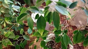 Каучуконосный Фикус Милана уход, БОРЬБА С ВРЕДИТЕЛЯМИ