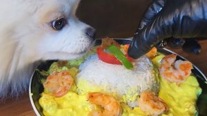 🔥🍲 Мукбанг и Mukbang : САМЫЙ МИЛЫЙ МУКБАНГ В ВАШЕЙ ЖИЗНИ! 🐕 Померанский шпиц Юэ ! Креветки, рис