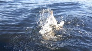 Горбуша Белое море.Кольский