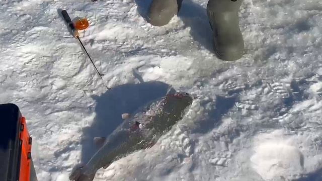 Поимка форели на блесну смотреть онлайн