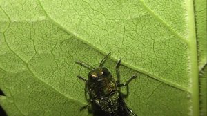 ИНСЕКТАРИЙ: 423. Ясеневая Изумрудная Узкотелая Златка (Agrilus planipennis)
