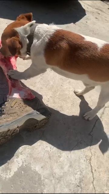 Собака-людоед