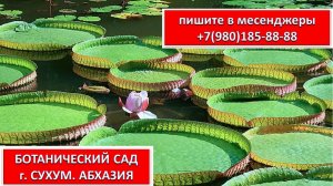 БОТАНИЧЕСКИЙ САД в СУХУМЕ. АБХАЗИЯ