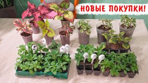 Новые покупки вегетативных петуний, калибрахоа, вербены, колеусов, плектрантусов