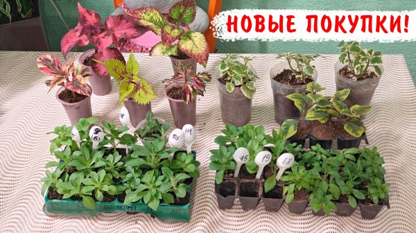 Новые покупки вегетативных петуний, калибрахоа, вербены, колеусов, плектрантусов