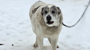 Спасаем животных в лесу