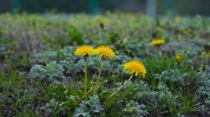 Одуванчик. Почему Фарм-индустрия мечтает уничтожить этот сорняк.