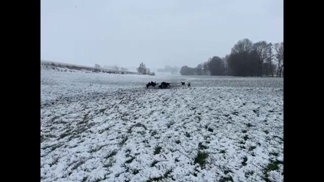 Зоогостиница Игоря Алтайского