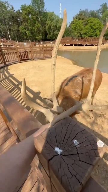 🛑 Жиджао, национальный Форест Парк 🧭 #3 смотреть онлайн