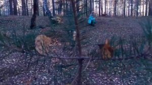 выживание в лесу ЧАСТЬ 34