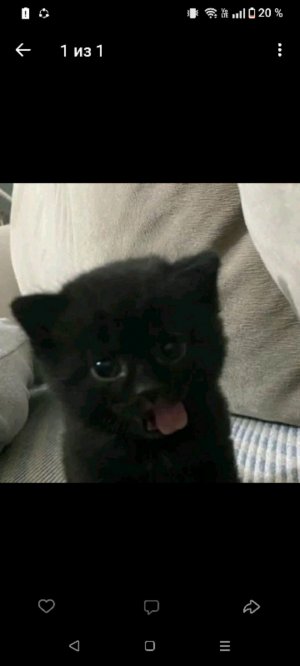 Я котик я привет