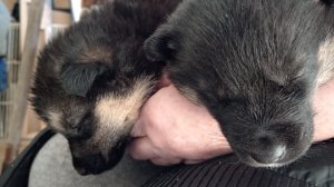 Доставка завтрака.