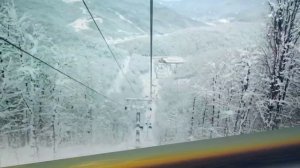 Красные незабудки