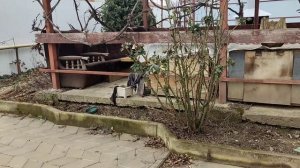 Навожу порядок в беседке # Взошли нарциссы и тюльпаны.