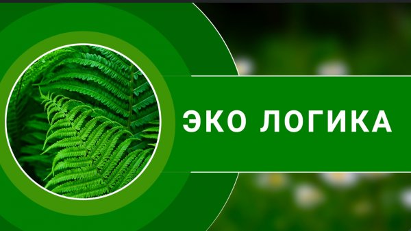 Эко логика