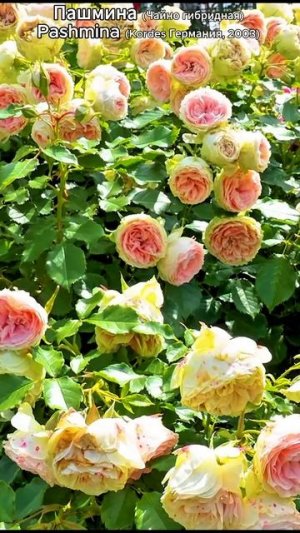 Роза Пашмина (Чайно гибридная) Pashmina